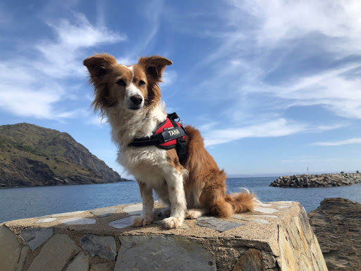 Centre educacio canina Amorgos